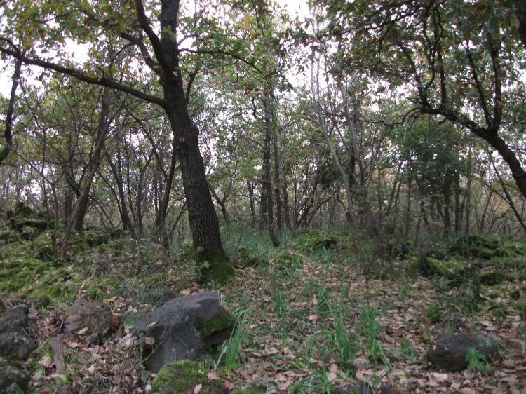 BENI CULTURALI: PERCORSO TRA ARTE E TEOLOGIA PER LA RISCOPERTA E LA VALORIZZAZIONE DEL BOSCO DI JACI